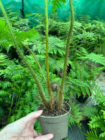Cyathea brownii medium