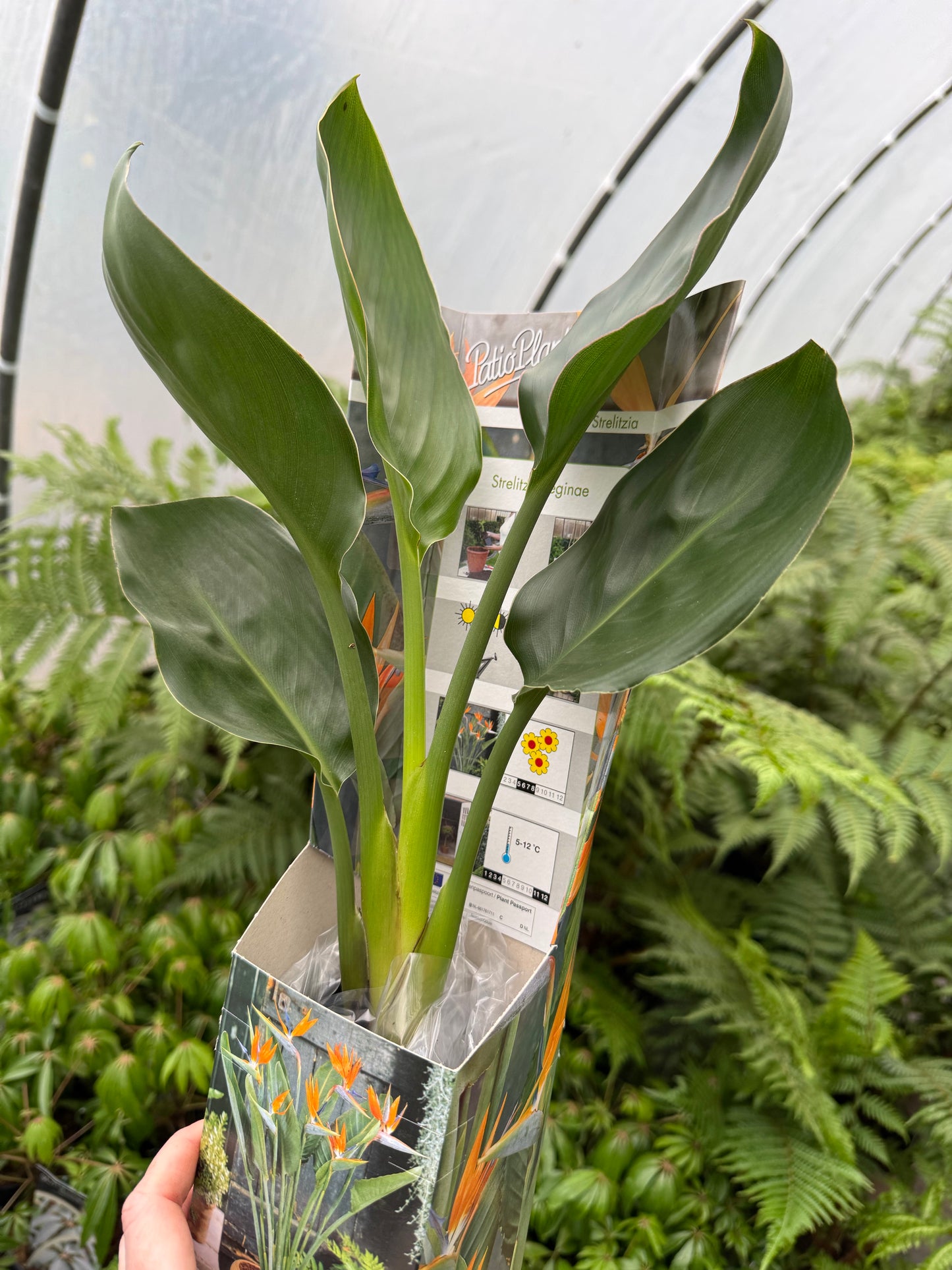 Strelitzia reginae | Bird of Paradise