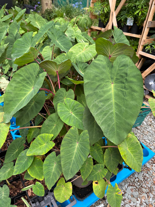 Colocasia ‘Pink China’
