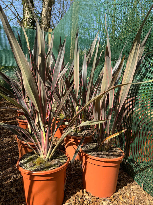Phormium tenax 'Pink Stripe'