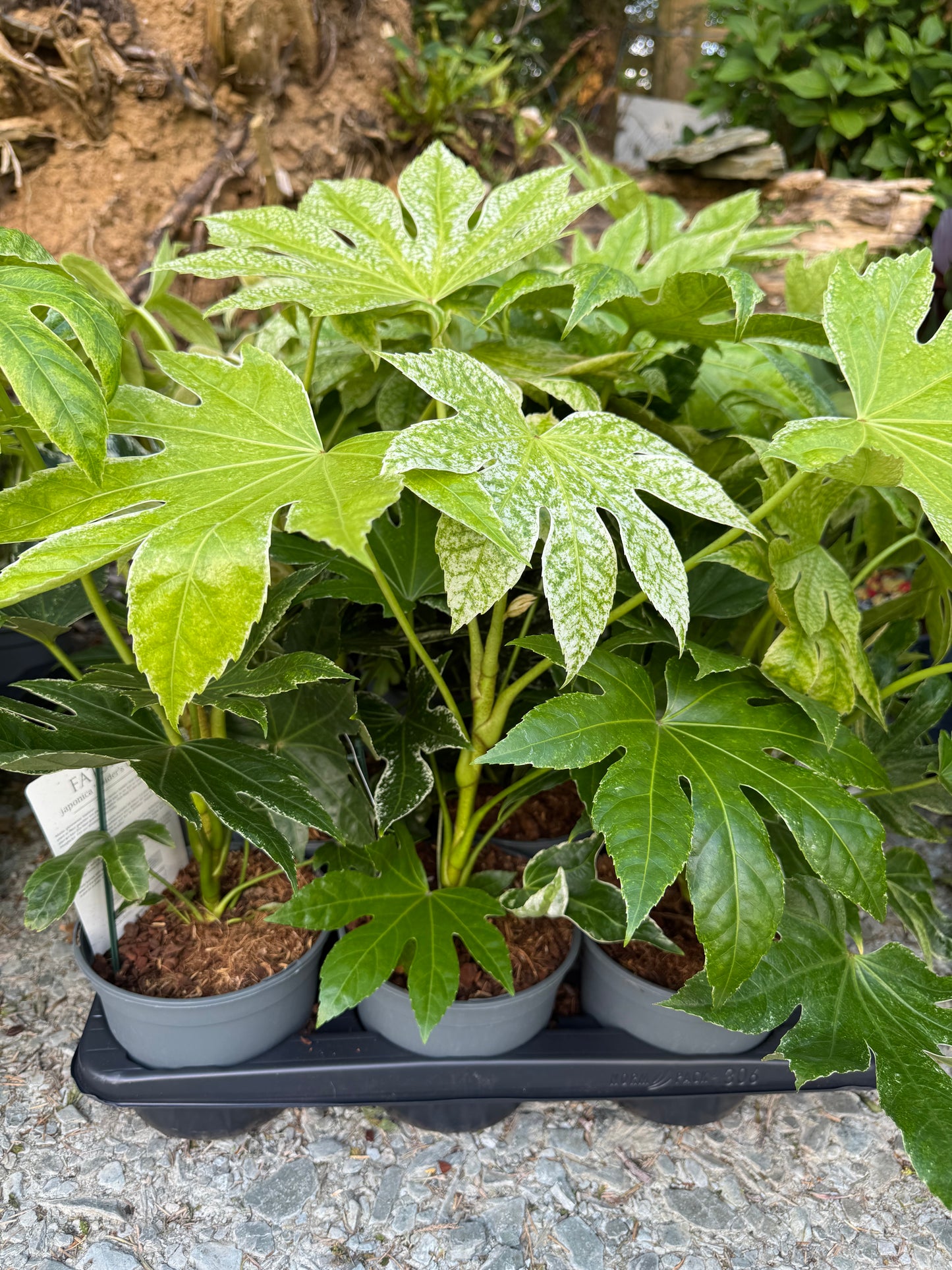 Fatsia Japonica Spiders Web