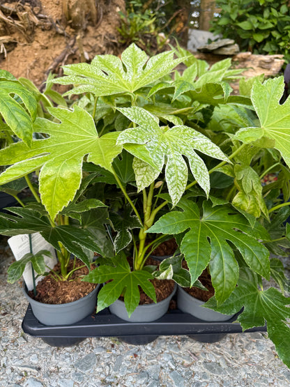 Fatsia Japonica Spiders Web