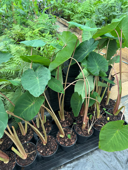 Colocasia ‘Pink China’