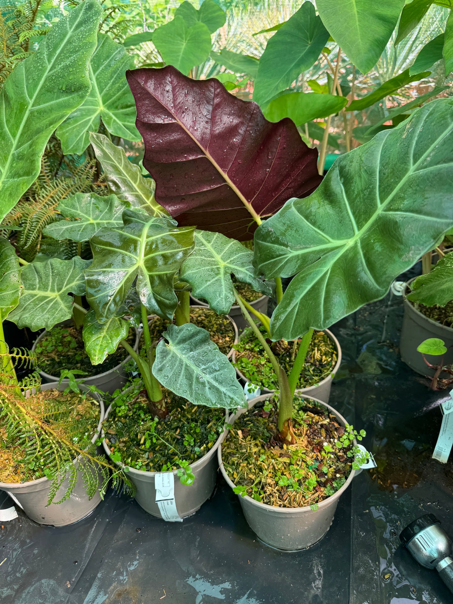 Alocasia ‘Mayan Mask’