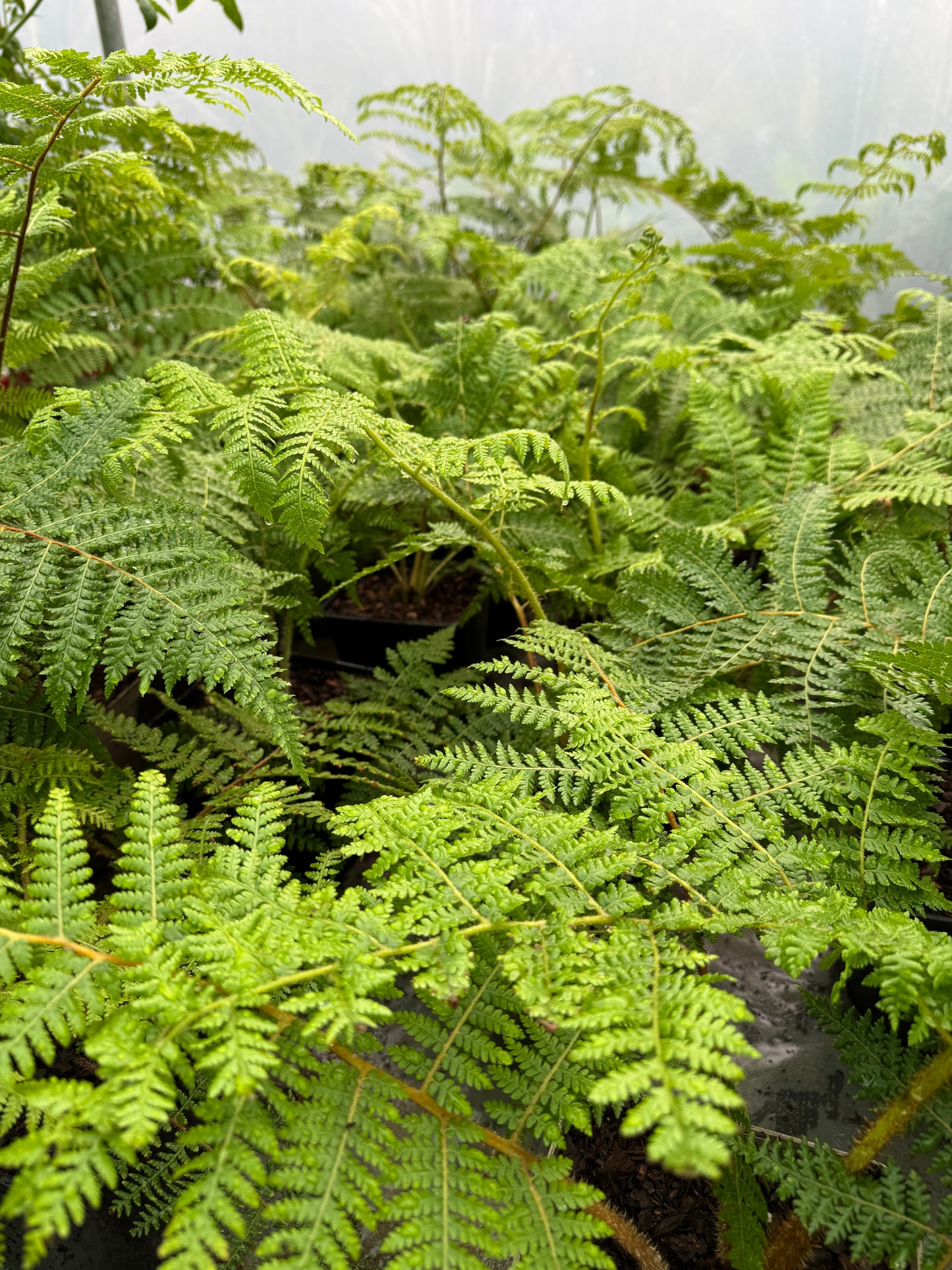 Cyathea medullaris medium