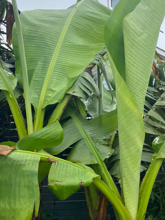 9cm pot Musa basjoo