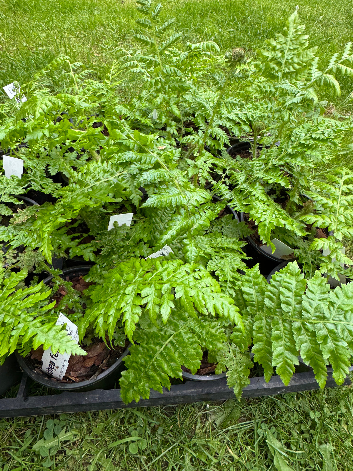 Cyathea Felina 9cm