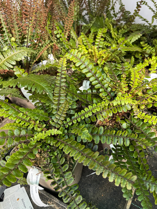 Blechnum fluviatile