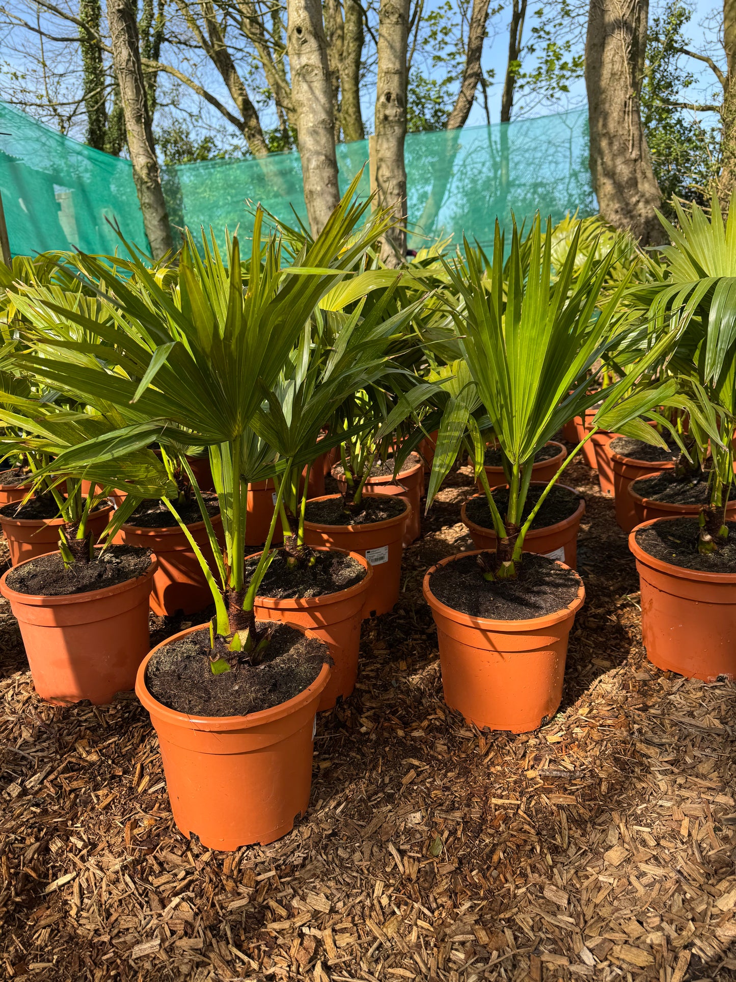 Livistona chinensis
