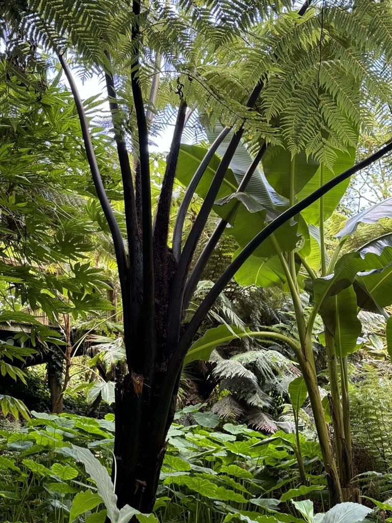 Cyathea medullaris 9cm pot