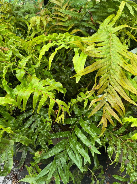 Blechnum novae zealandiae