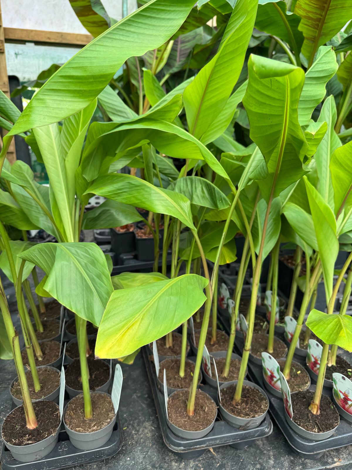 Musa velutina-Pink banana