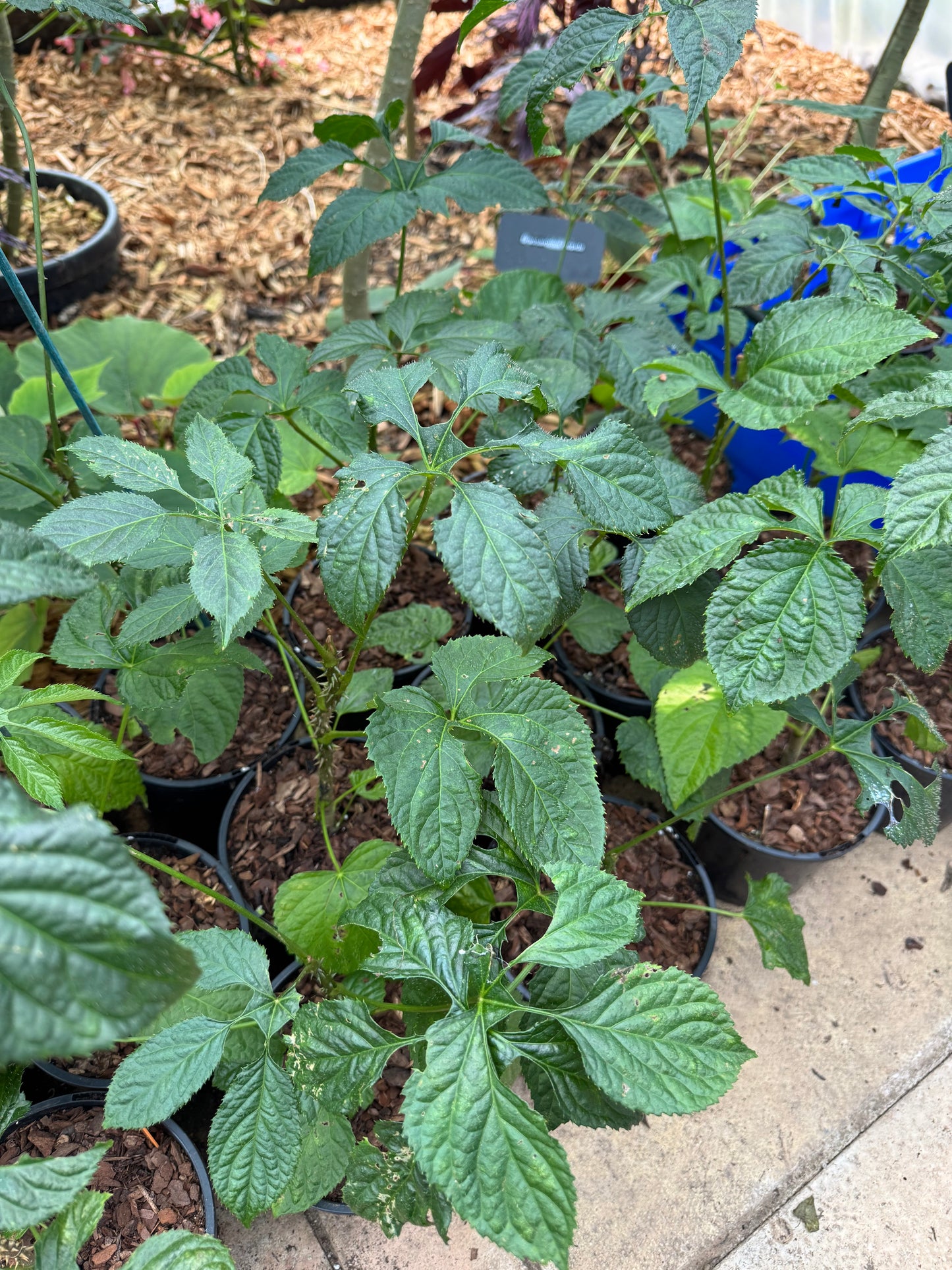 Brassaiopsis Fatsioides