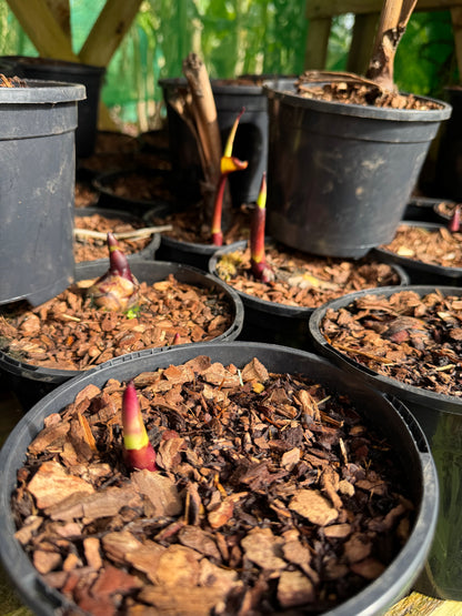 Canna musifolia 'Grande'
