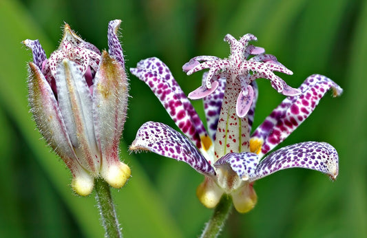 Tricyrtis hirta 'Akachan Daisy'