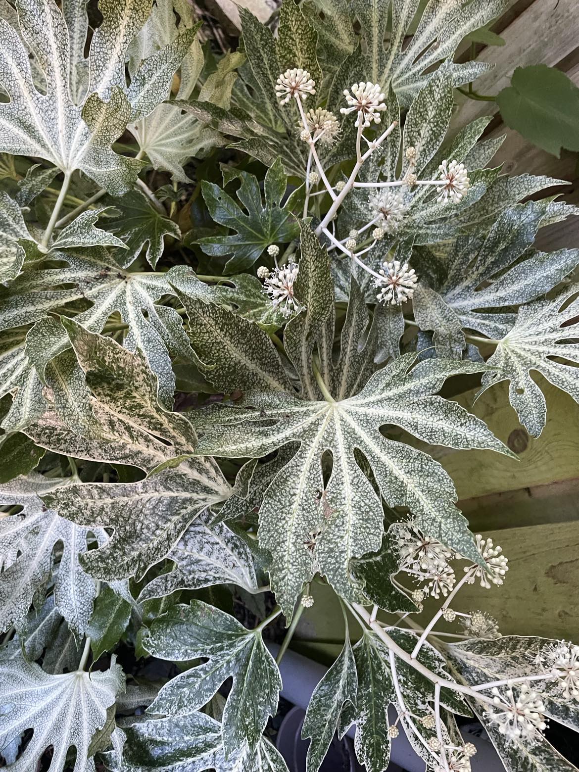 Fatsia Japonica Spiders Web Jungle In A Box fatsia-japonica-spiders-web-jungle-in-a-box
