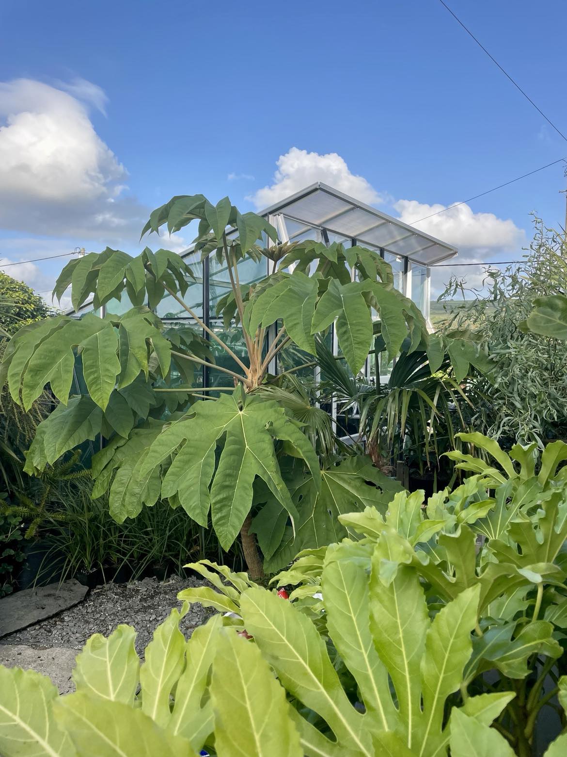 Tetrapanax Papyrifer Small