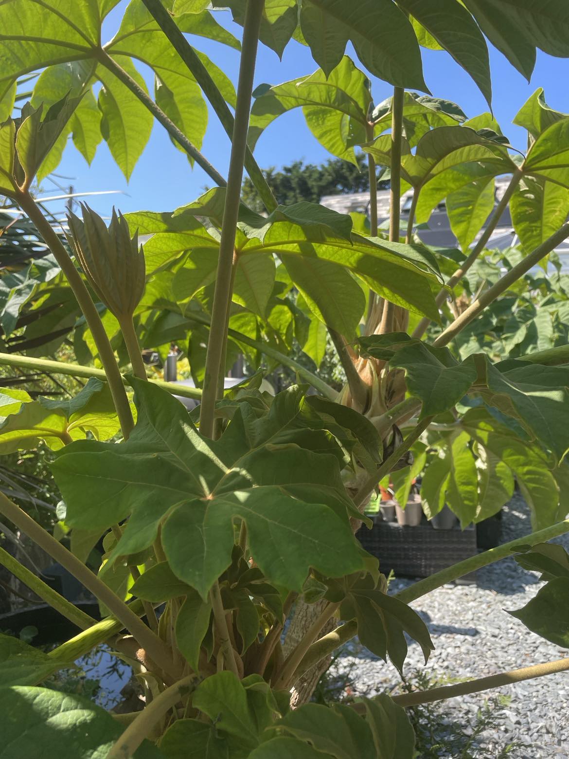 Tetrapanax Papyrifer Small